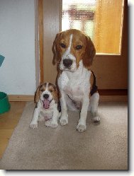 Beagle