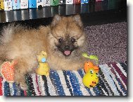 Deutscher spitz - Zwerspitz, German Spitz - Pomeranian