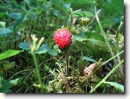 Fragaria vesca L