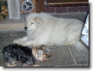 Samoyed \\\\\(Dog standard\\\\\)