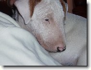 Bull Terrier