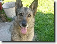 German Shepherd Dog