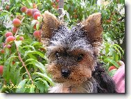 Jorkrsk terier, Yorkshire Terrier,