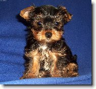 Jorkrsk terier, Yorkshire Terrier,