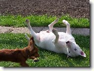 Bull Terrier