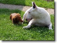 Bull Terrier