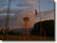 Taraxacum officinale