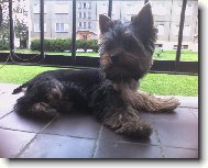 Jorkrsk terier, Yorkshire Terrier,