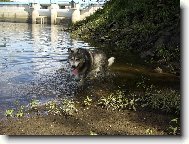 Alaskan malamute \\\\\(Dog standard\\\\\)