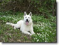 White swiss shepherd dog \\\\\(Dog standard\\\\\)