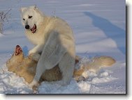 Berger Blanc Suisse, White Swiss Shepherd Dog