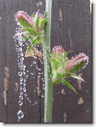 Armeria