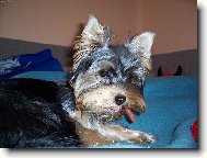 Jorkrsk terier, Yorkshire Terrier,