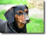 Dachshund