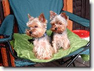 Jorkrsk terier, Yorkshire Terrier,