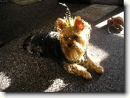 Yorkshire Terrier