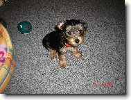 Jorkrsk terier, Yorkshire Terrier,