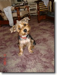 Jorkrsk terier, Yorkshire Terrier,