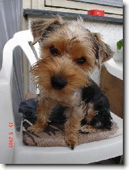 Jorkrsk terier, Yorkshire Terrier,