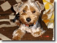 Jorkrsk terier, Yorkshire Terrier,