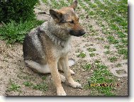 German Shepherd Dog