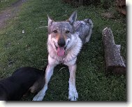 Czechoslovakian wolfdog