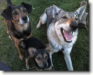 Czechoslovakian wolfdog