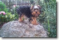 Jorkrsk terier, Yorkshire Terrier,