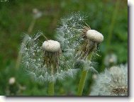 Taraxacum officinale