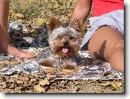 Jorkrsk terier, Yorkshire Terrier,