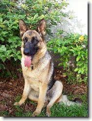 German Shepherd Dog