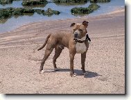 American Staffordshire Terrier