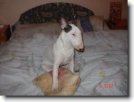 Bull Terrier