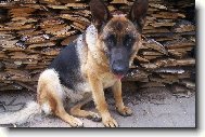 German Shepherd Dog