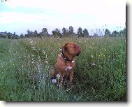 Dogue de Bordeaux