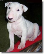 Bull Terrier