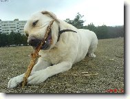 Labrador Retriever