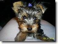 Jorkrsk terier, Yorkshire Terrier,