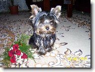 Jorkrsk terier, Yorkshire Terrier,