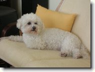 Bichon frise