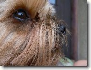 Jorkrsk terier, Yorkshire Terrier,