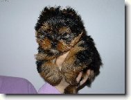 Jorkrsk terier, Yorkshire Terrier,