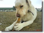 Labrador Retriever