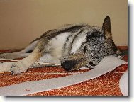 Czechoslovakian wolfdog