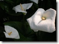 Zantedeschia