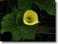 Zantedeschia