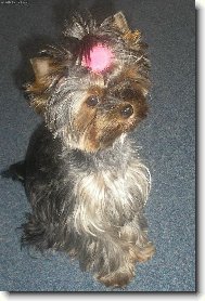 Jorkrsk terier, Yorkshire Terrier,