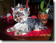 Jorkrsk terier, Yorkshire Terrier,