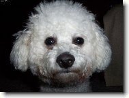 Bichon frise