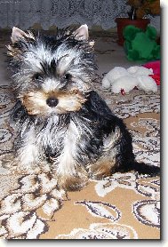 Jorkrsk terier, Yorkshire Terrier,